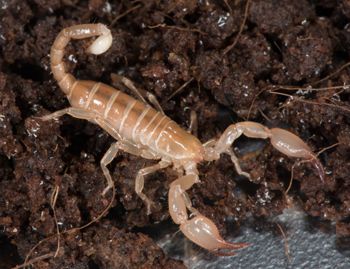 Media type: image; Invertebrate Zoology 46988